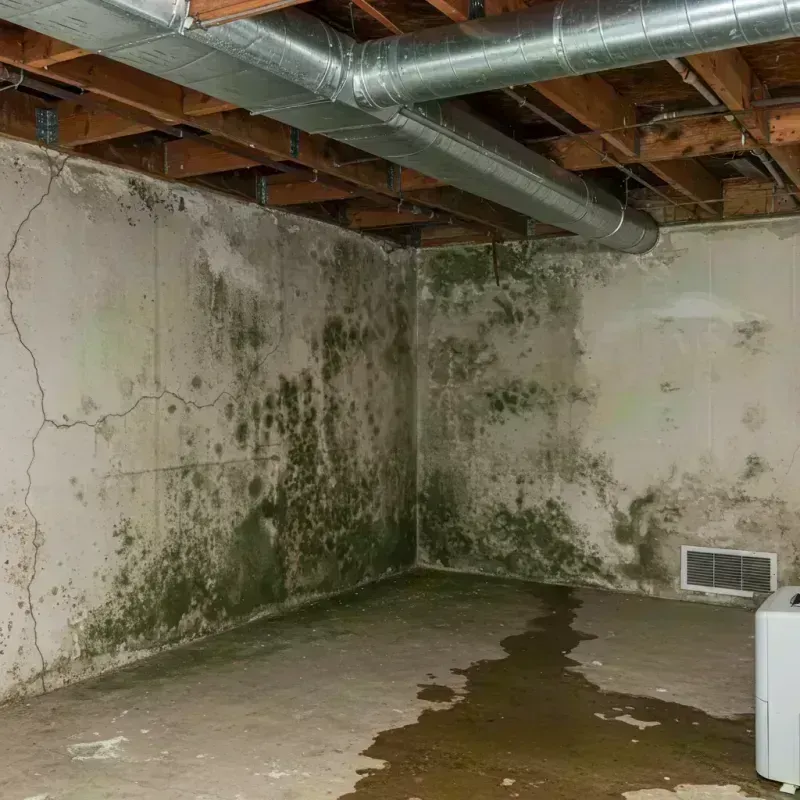 Professional Mold Removal in Hughes, AR